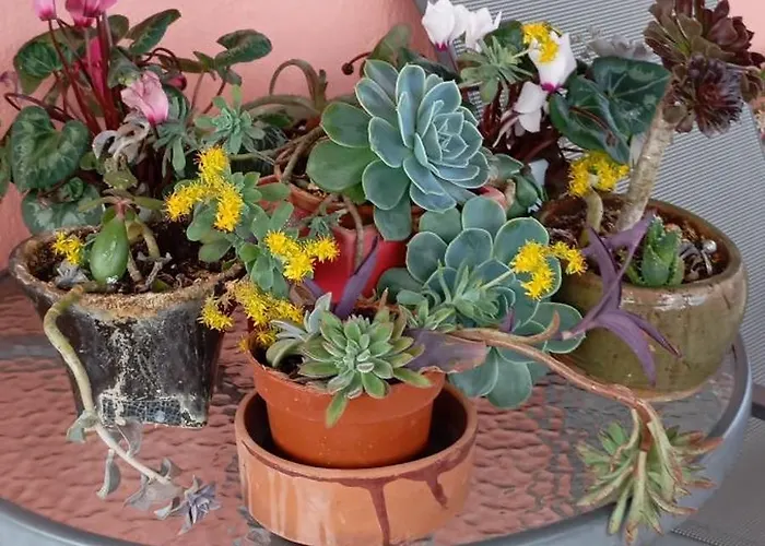 בית נופש Monica's נאפפליו